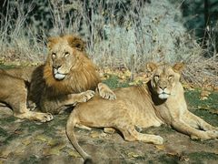 -北京野生动物园