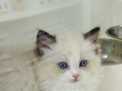 -青奢宠物·青奢猫舍