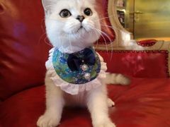 -猫大福·Fortune Cat猫舍(百子湾店)