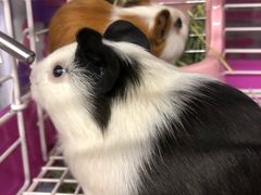 -钓仓鼠(洋桥北里小区店)