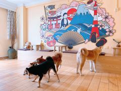 -喜柴咖啡·柴犬狗咖