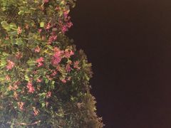 -黄埔华苑酒家(黄埔店)