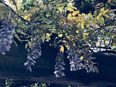 -南汇桃花村