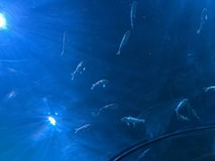-西安曲江海洋极地公园