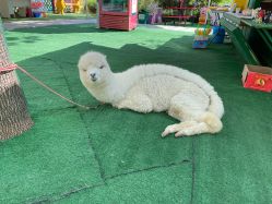 点击看大图 -萌宠亲子动物乐园(槐房万达店)