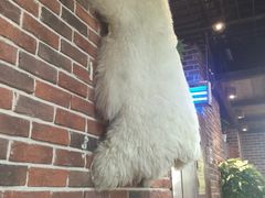 墙上的狗毛？？！！-陇上全荟兰州传统牛肉面(延吉路店)