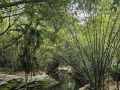 -大屏嶂森林公园