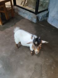 -Zoolung Zoolung动物主题公园(海信广场店)