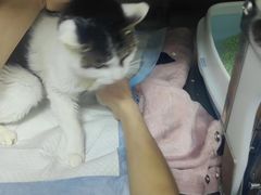 -中农大我爱我爱24h动物医院·中医针灸·猫专科·骨科医疗中心(双井店)