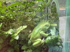 -上海大自然野生昆虫馆(东方明珠·爬宠昆虫探索中心)