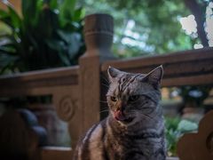 -龙华寺