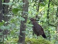 -山王坪喀斯特国家生态公园