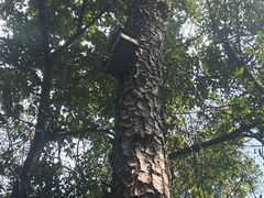 -羚羊峡古栈道森林公园