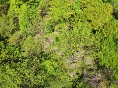 -王顺山国家森林公园
