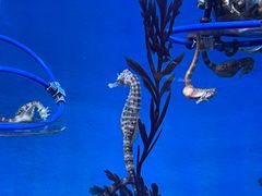 -上海海洋水族馆