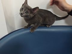 -北京观赏动物医院·24小时大型综合·猫专科·异宠专科