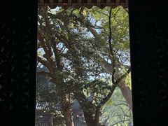 -普陀山风景名胜区-法雨禅寺