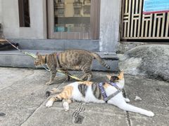 -Again Coffee Roaster(香蜜湖店)