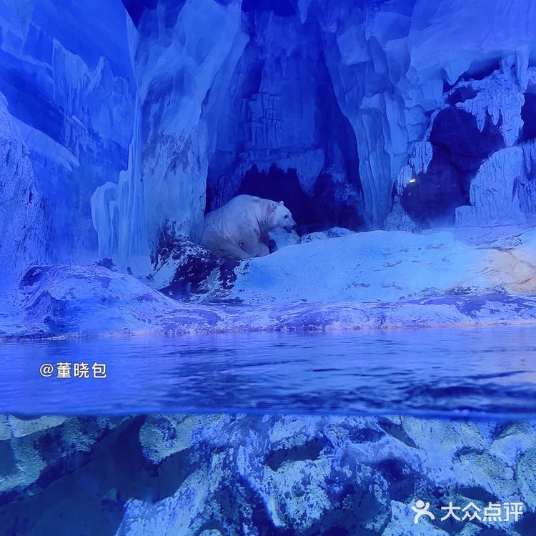 来青岛和海洋动物亲密接触|海昌极地海洋公园更好玩