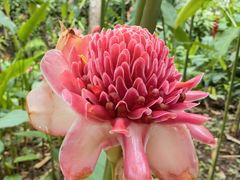 -中国科学院西双版纳热带植物园