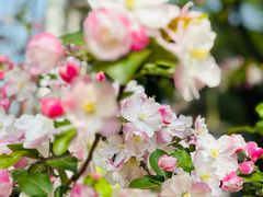 -海棠花溪(元大都城垣遗址公园)