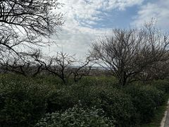 -南京市溧水区傅家边梅花山弄山庄