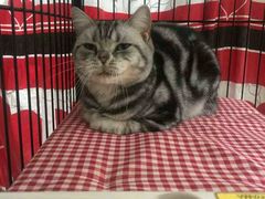 -赛百味SUBWAY(高新店)