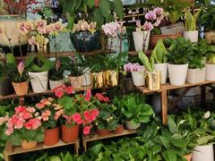 -BOBLOOM花店(宝龙旭辉广场店)