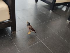 -王权免税店(普吉市区店)