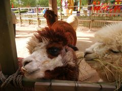 -石家庄市动物园