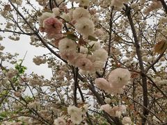 -天适樱花悠乐园