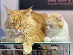 -Heymao猫咖.咖啡厅(东门店)