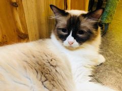 -猫色咖啡·猫咖