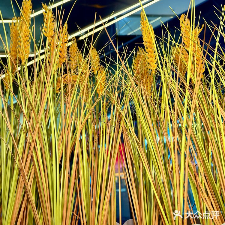 👀靠近「玉米说」，醇香扑鼻，让人沉醉！