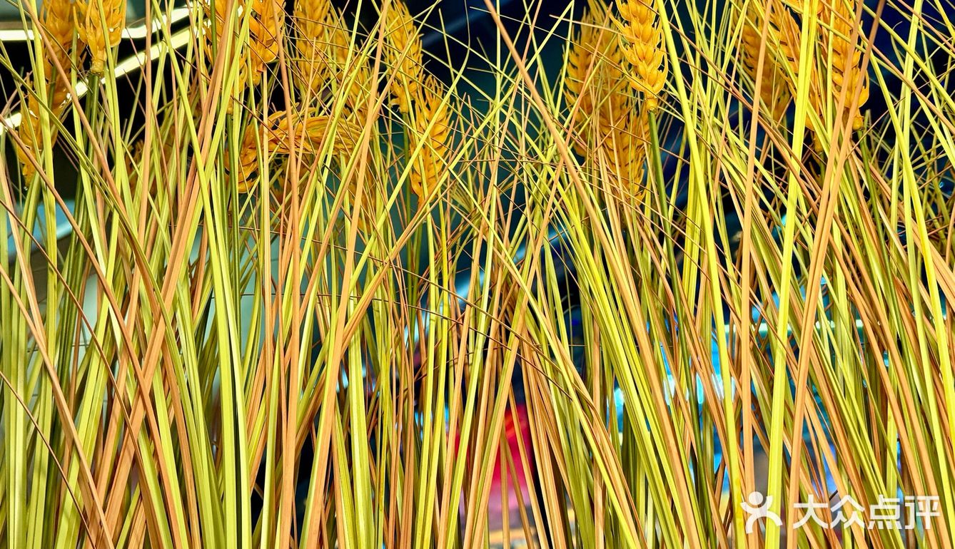 👀靠近「玉米说」，醇香扑鼻，让人沉醉！