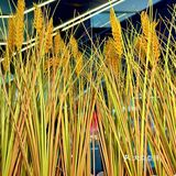 👀靠近「玉米说」，醇香扑鼻，让人沉醉！