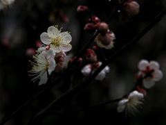 -上海吴淞炮台湾国家湿地公园