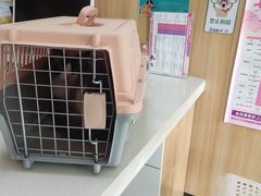 -瑞派长江宠物医院·猫科·外科·24小时夜护(谊城公寓分院)