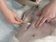 -汪喵宠物医院·骨科心脏影像·犬猫急重症ICU诊疗中心(成华分院)