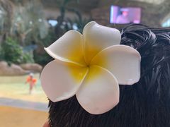 -杭州开元森泊度假乐园