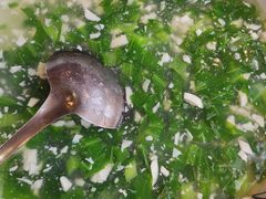 -海荣锅贴馆(五味十字店)