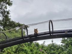 -深圳野生动物园