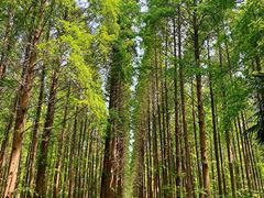 -黄海国家森林公园