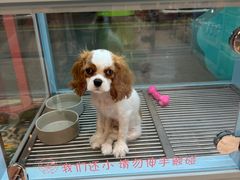 -FAELING PETS美天灵宠物(合生汇店)