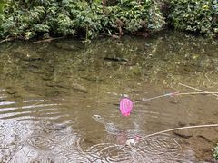 -重庆彩云湖湿地公园