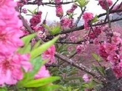 -南国桃园旅游度假区