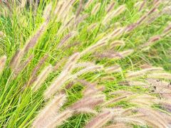 -天津东丽湖风景区