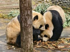 -中国大熊猫保护研究中心雅安碧峰峡基地