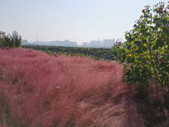 -月湖风景区
