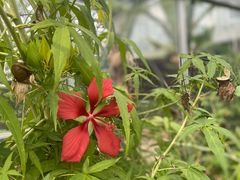 -国家植物园南园